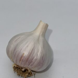 Messidor Knoblauch