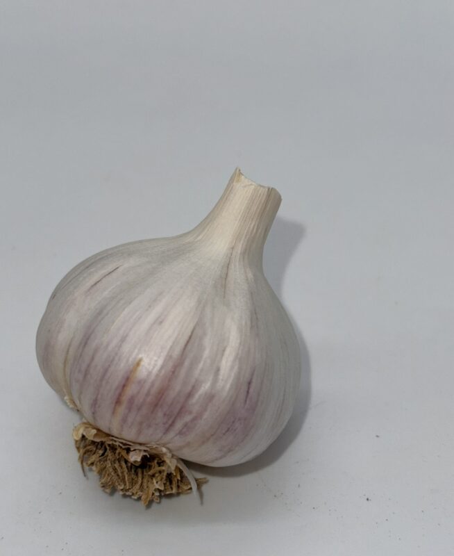 Messidor Knoblauch