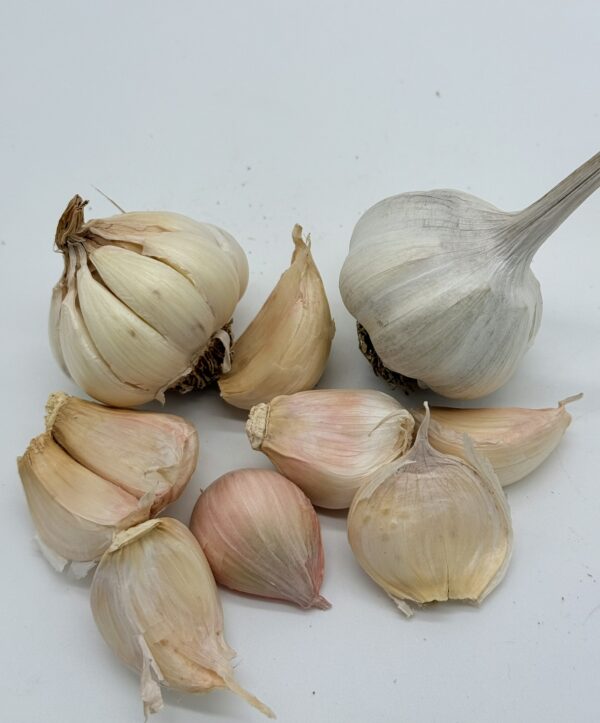 Messidrome Knoblauch