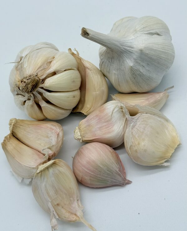 Messidrome Knoblauch