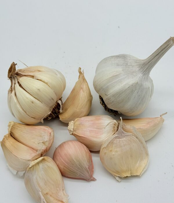 Messidrome Knoblauch