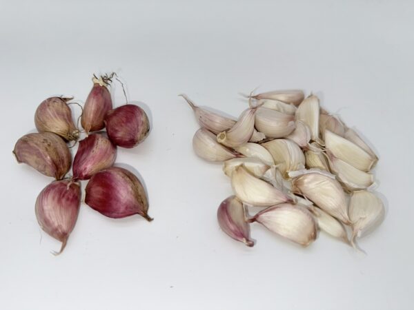 Knoblauch Morado