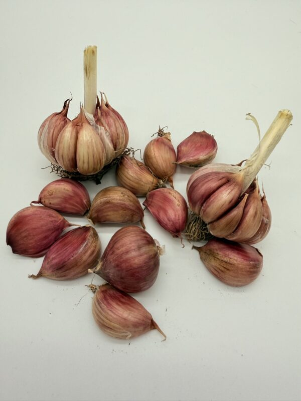 Knoblauch Morado