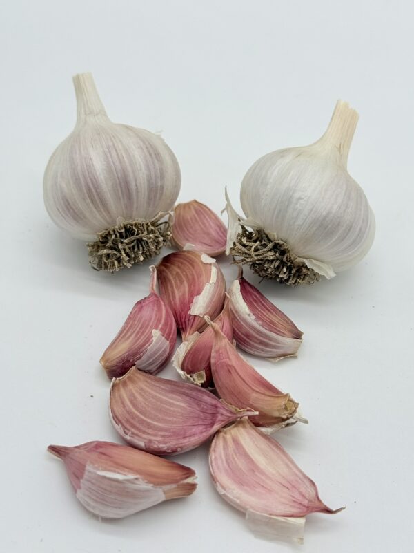 Nubien Knoblauch