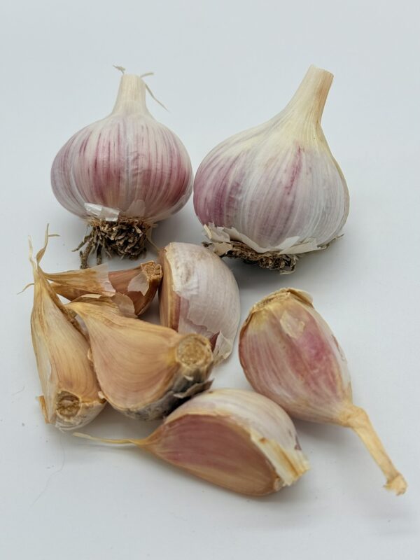 Knoblauch Ornak