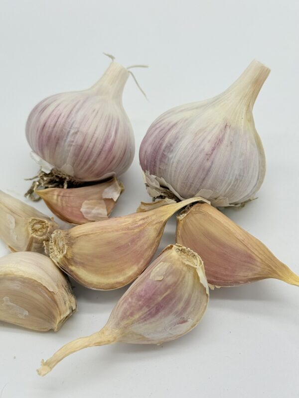 Knoblauch Ornak