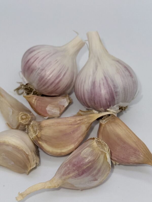 Knoblauch Ornak
