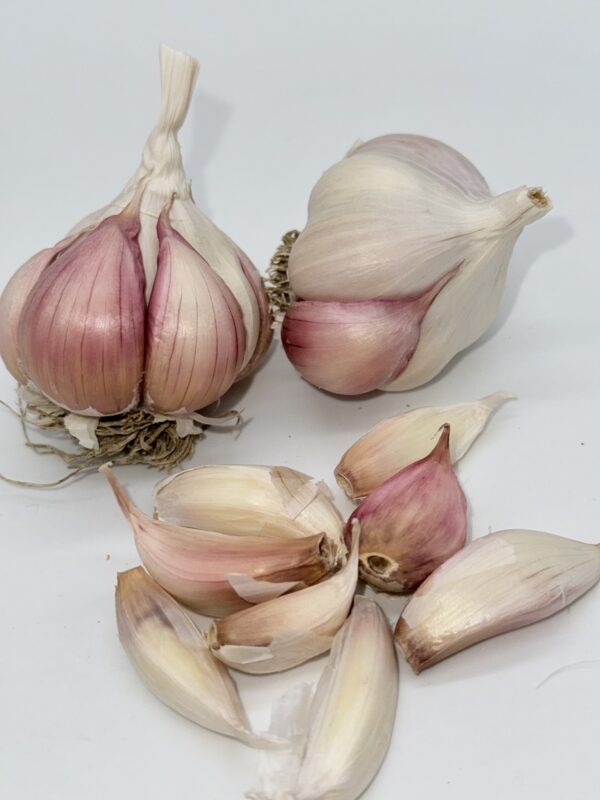 Silverskin Knoblauch
