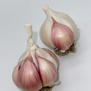 Silverskin Knoblauch