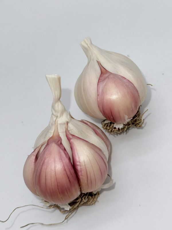 Silverskin Knoblauch