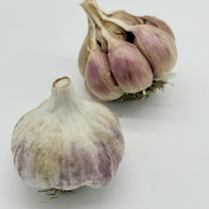 Striped Glacer Knoblauch