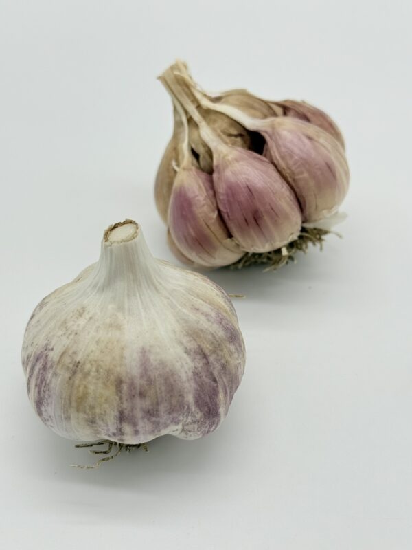 Striped Glacer Knoblauch