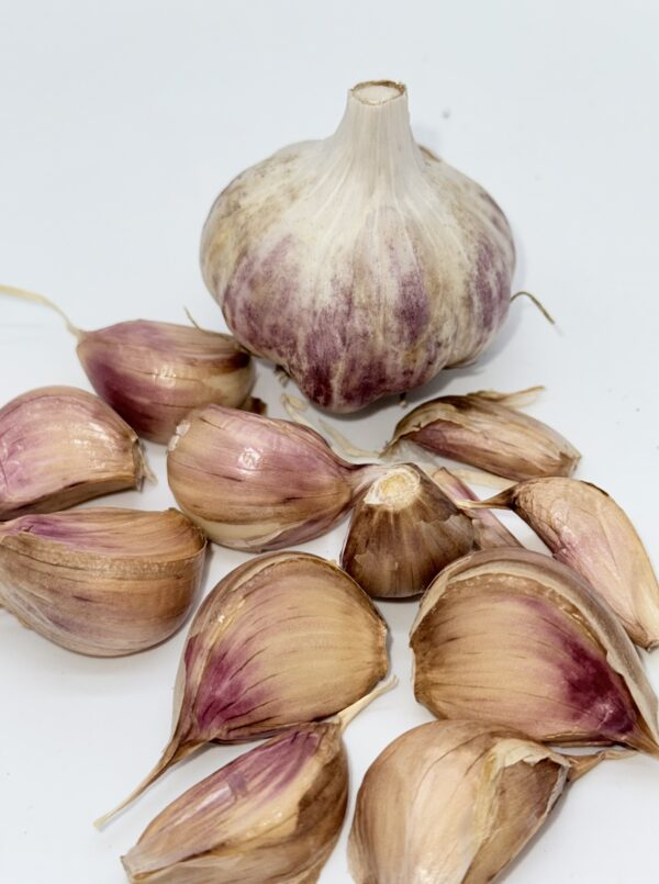 Striped Glacer Knoblauch