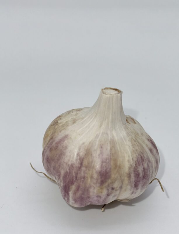 Striped Glacer Knoblauch