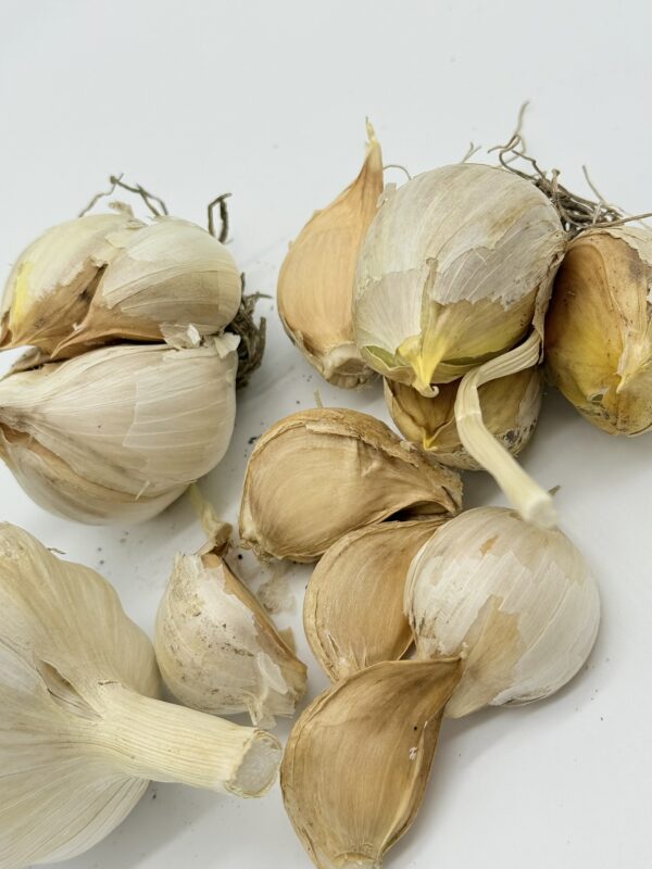 Valdichiana Knoblauch