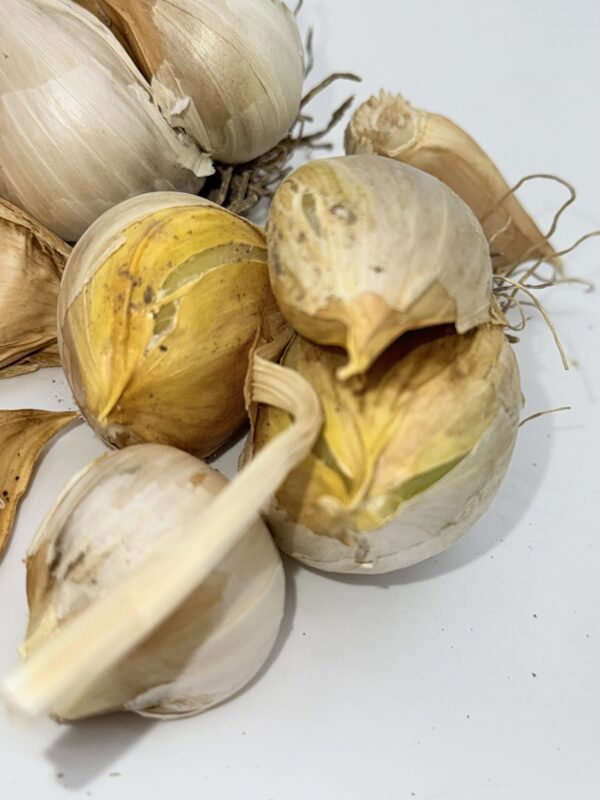 Valdichiana Knoblauch