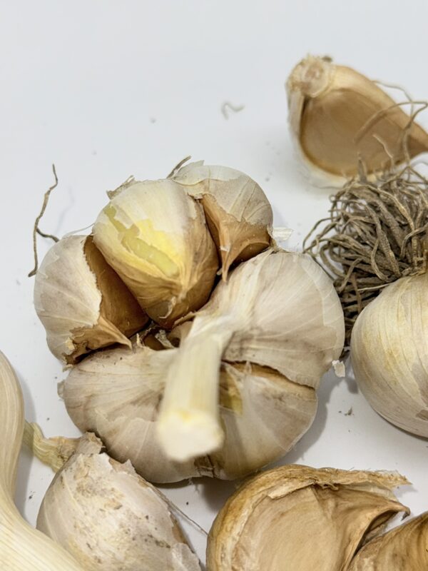 Valdichiana Knoblauch