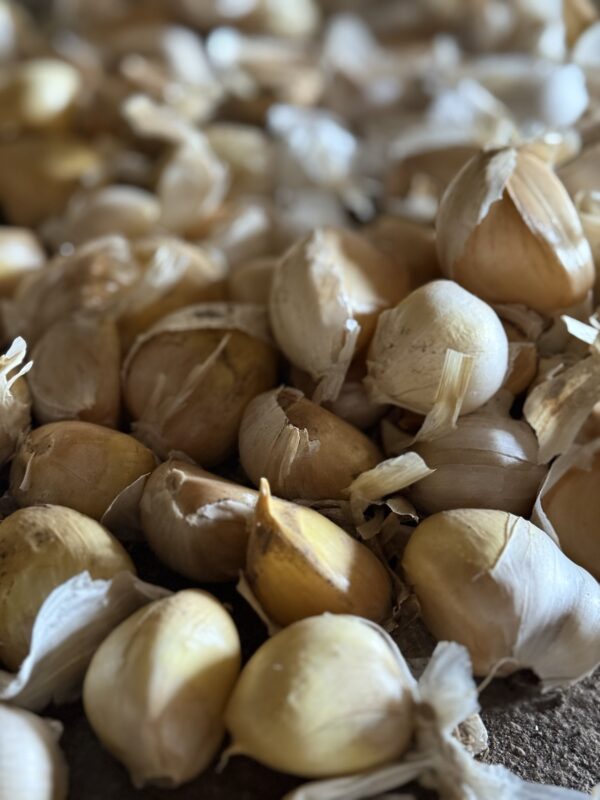 Portugiesischer Riesenknoblauch – Bild 3