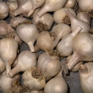 Polish Softneck Knoblauch