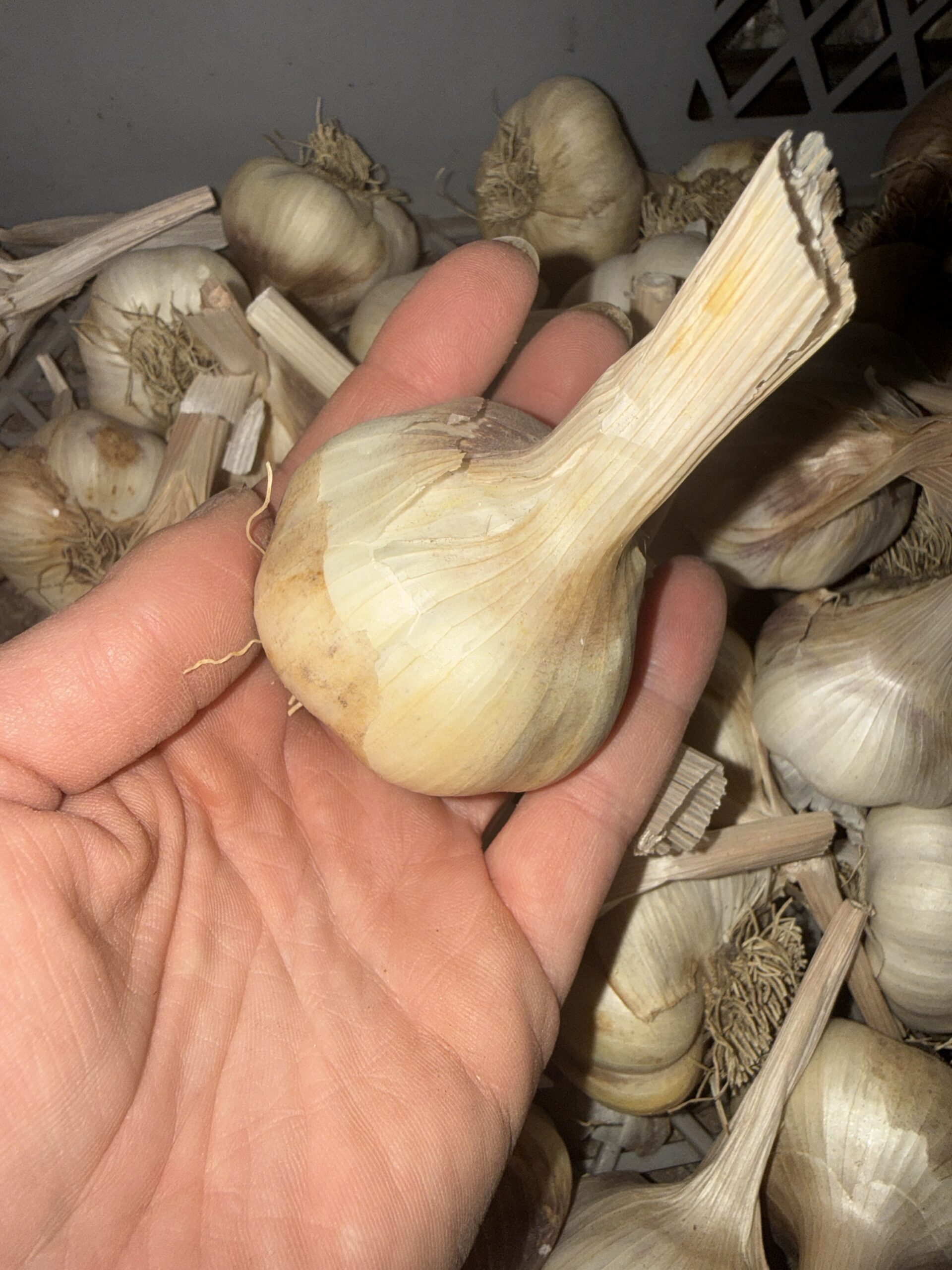 Rustisem – Bild 2