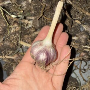 Creme de la Rosa Knoblauch